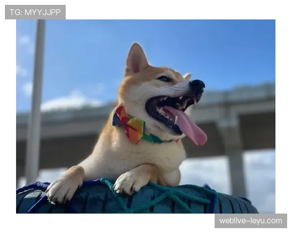 吕小军生活照里那只狗的项圈，比我一年的工资还要抢镜，我无语